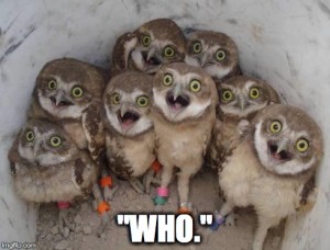 Who-Owls-300x228.jpg